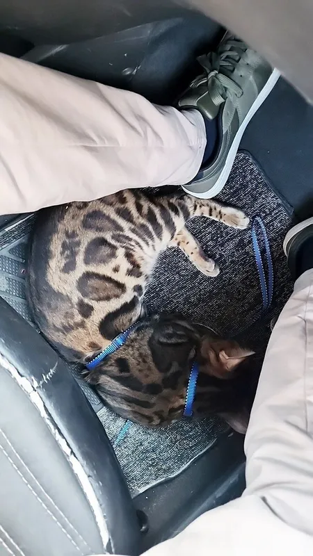 Mushuk bengal sotiladi