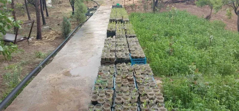 Писта кўчатлари 600 та — фото 1