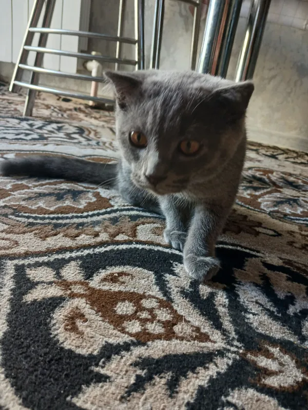 Продаётся кошка 3