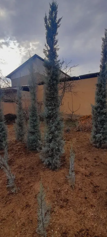 Арча. Кипарис Аризона. — фото 6