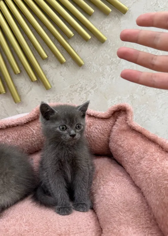 Скотиш страйт угил бола — фото 1