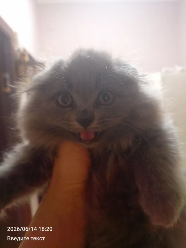 Умный котенок ждёт хозяина — фото 1