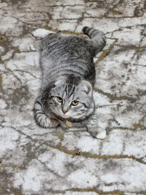 Mushuk (Scottish Fold) sotiladi — фото 7