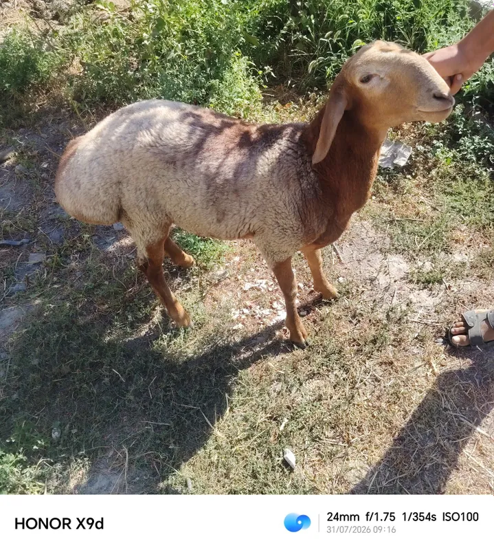 Quchqor sotiladi srochni 1