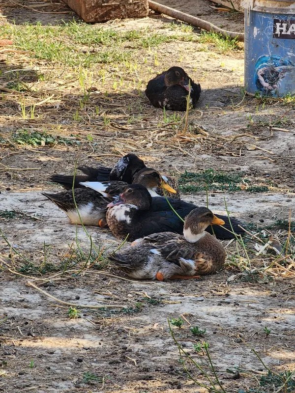 3 ta o'rdak 3 ta indautka sotiladi 6 3 ta o'rdak 3 ta indautka sotiladi 6