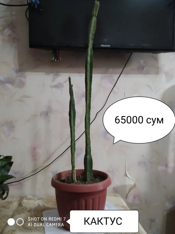 Цветки на горшке комнатные 4