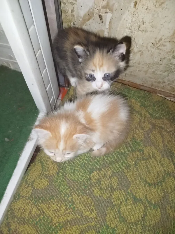 Отдам котят в хорошие руки