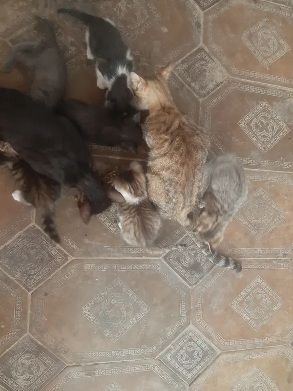 uy mushukchalari zotdorlari mavjud