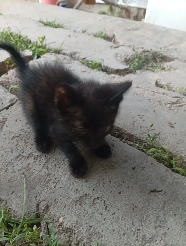 Котята — фото 1