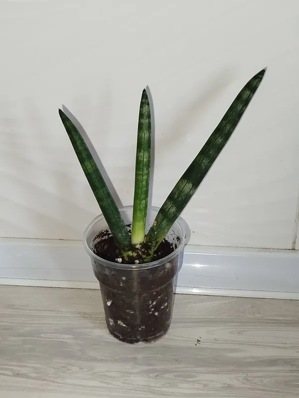 Sansiveriya silindrika 1 Sansiveriya silindrika 1