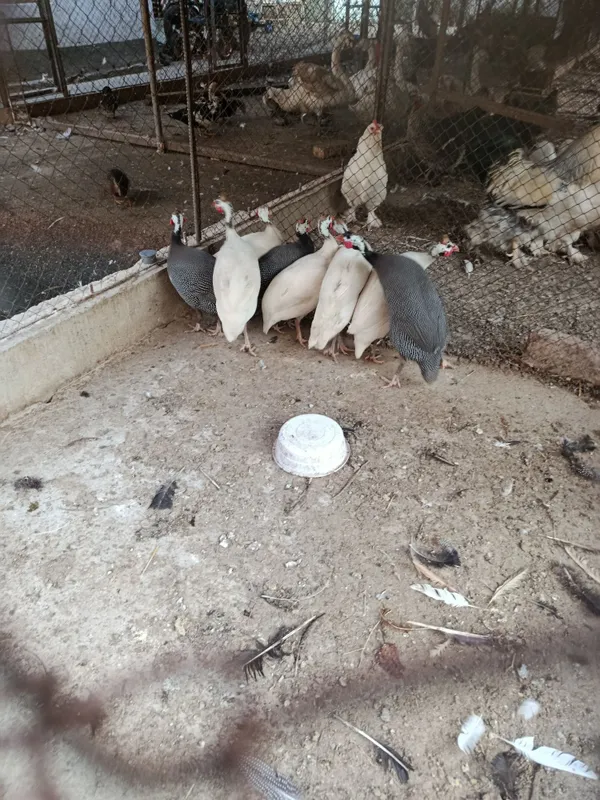 Продам цесарку брама куры Продам цесарку брама куры