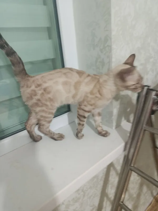 Mushuk sotiladi bengal 2 Mushuk sotiladi bengal 2
