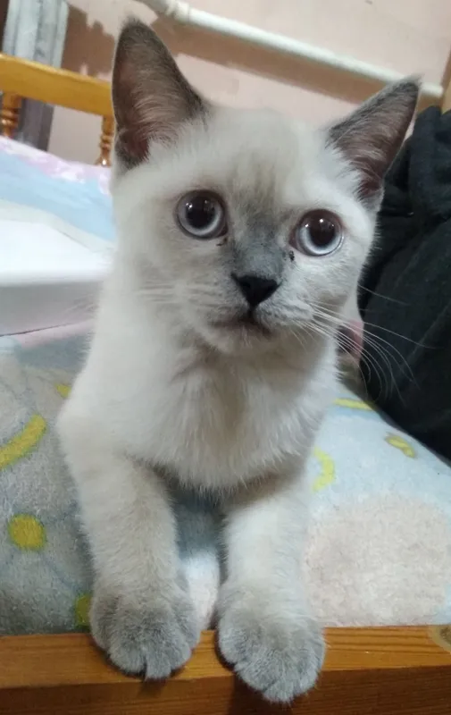 скотиш фолд 3