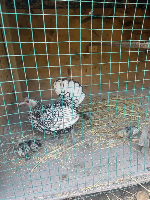Sibrayt Makiyon va jujalari sotiladi