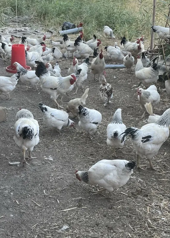 Adler siribristiy xoroz 2 Adler siribristiy xoroz 2