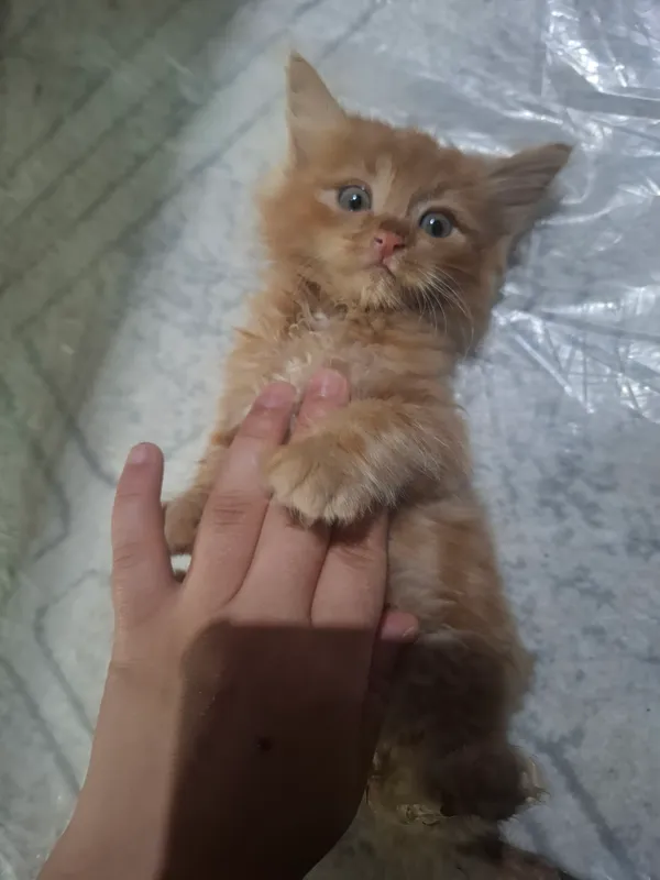 Maine Coon mushukcha sotiladi 2 yarm oylik o'g'il — фото 2