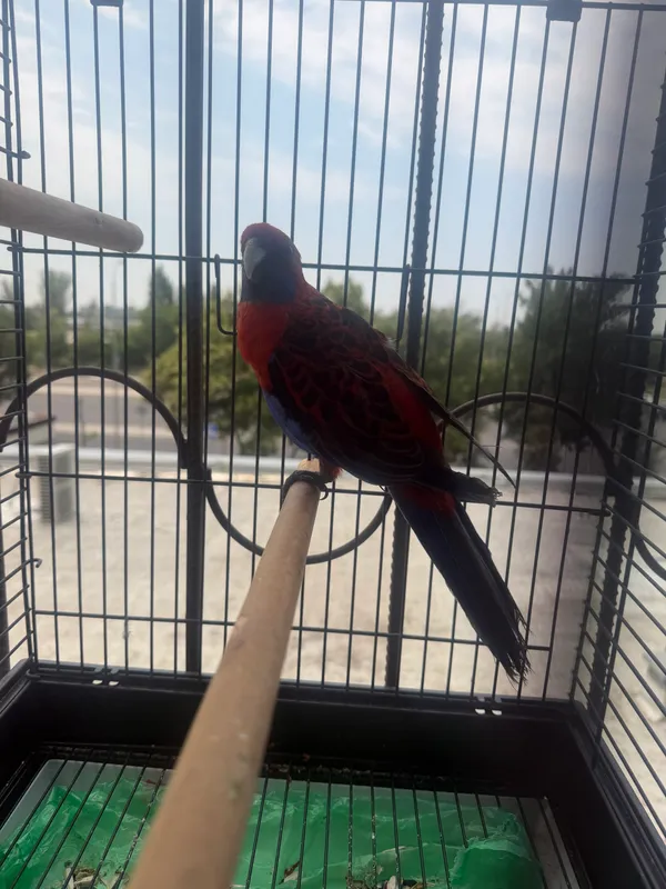 Продаеётся Rosella попугай 1 Продаеётся Rosella попугай 1