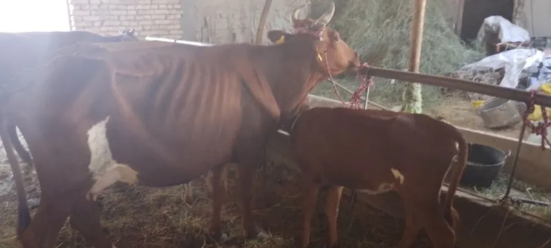 Mollar sotiladi kafolati bilan 3 Mollar sotiladi kafolati bilan 3
