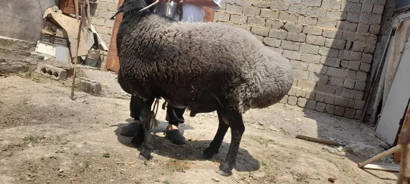 Кота кочкор ,katta qochqor ,кой ,qoy