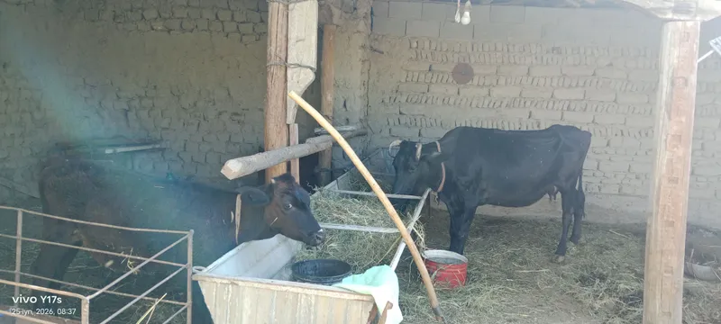 Ona bola sigir suti 5l bolasi gʻunojin