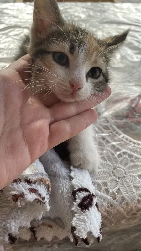Котятя в добрые руки — фото 2