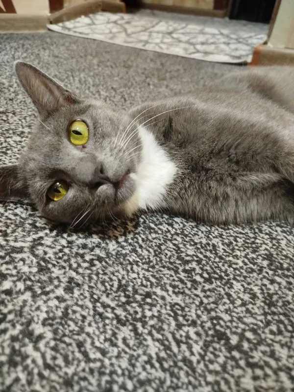 Подарю шикарного котика 2 Подарю шикарного котика 2