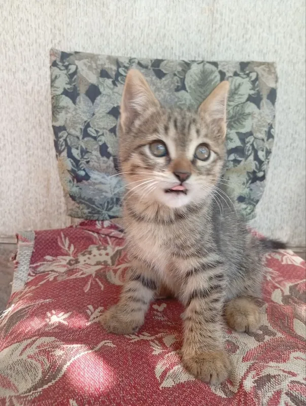 Котята в хорошие руки — фото 3
