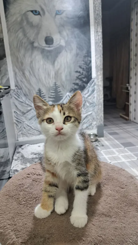 одам котят в хорошие руки. — фото 4