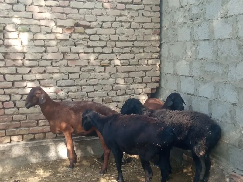Qoʻylar sotiladi 1 Qoʻylar sotiladi 1