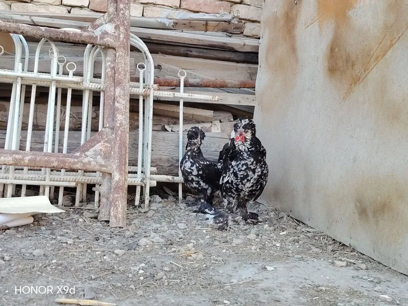 Карески японка сотилади — фото 3