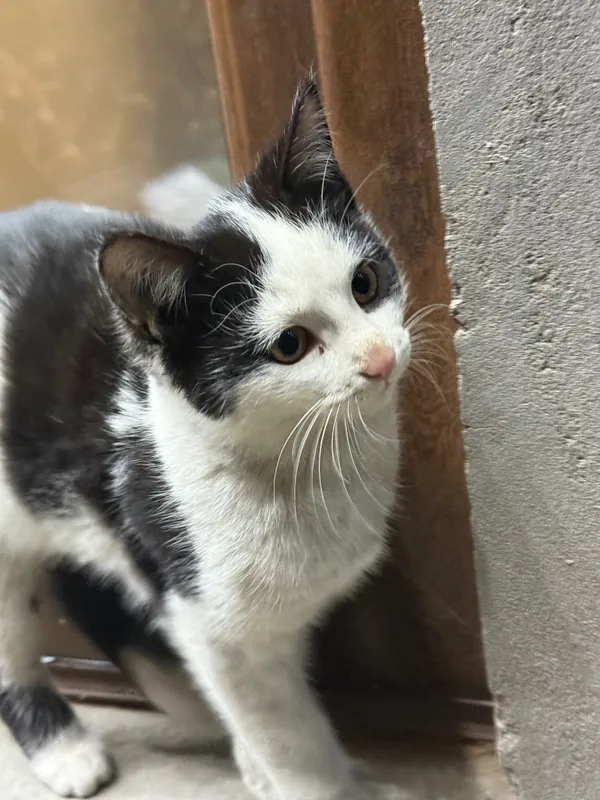 Котята 3,5 месяца