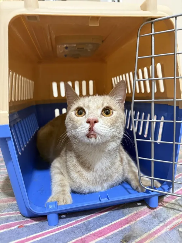 Отдам кота в добрые руки. СРОЧНО Отдам кота в добрые руки. СРОЧНО