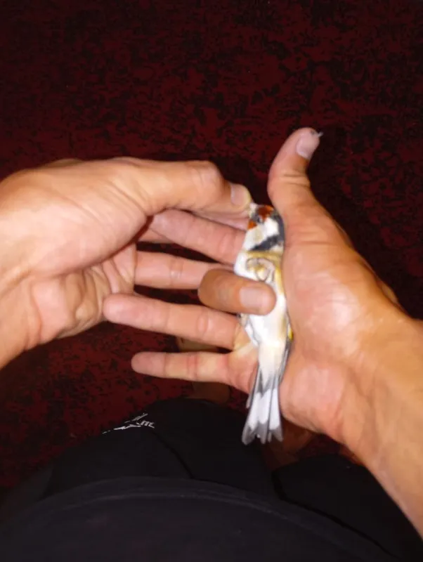 Kokil qush yirik sotiladi 7 Kokil qush yirik sotiladi 7