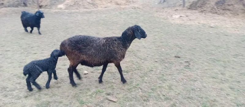 Ona bola qõy 3 qorin tuğishi barasi erkak — фото 1