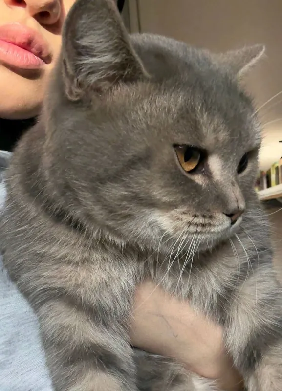 Кошка пародистая — фото 1