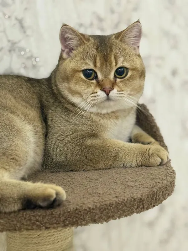 Кот шиншилла продается в хорошие руки