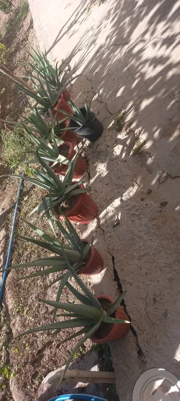 Aloe gullari chip chiroyli 2
