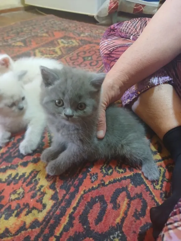 Продаются кошки с детьми 6 Продаются кошки с детьми 6