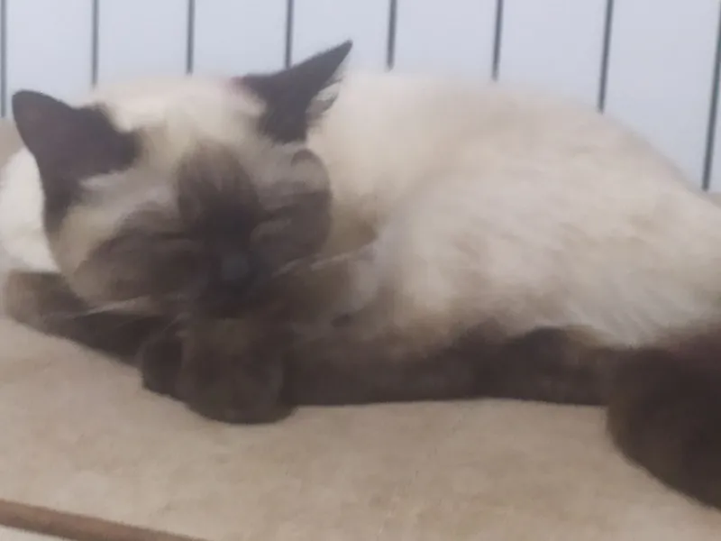 Кошка 7 Кошка 7