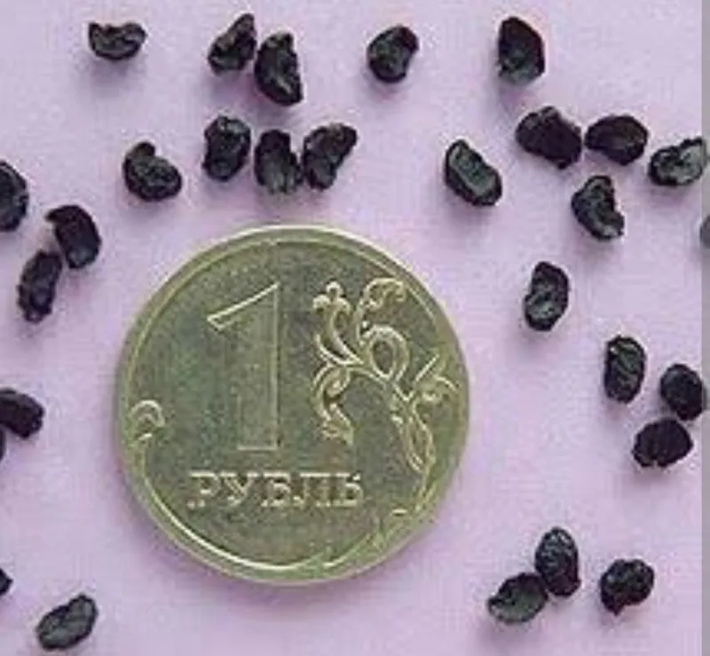 Семена лук анзур горный 1 Семена лук анзур горный 1