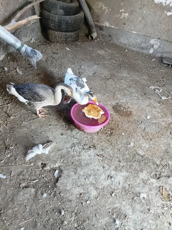 G'ozla sotiladi narxi 300 mingdan 1 G'ozla sotiladi narxi 300 mingdan 1