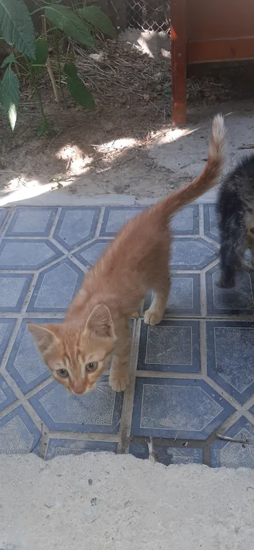 Продаётся котята 2