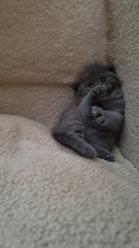 Скоттиш-фолд и скоттиш-страйт 5