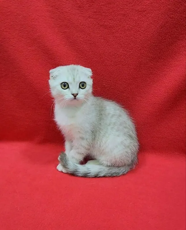 Скоттиш фолд