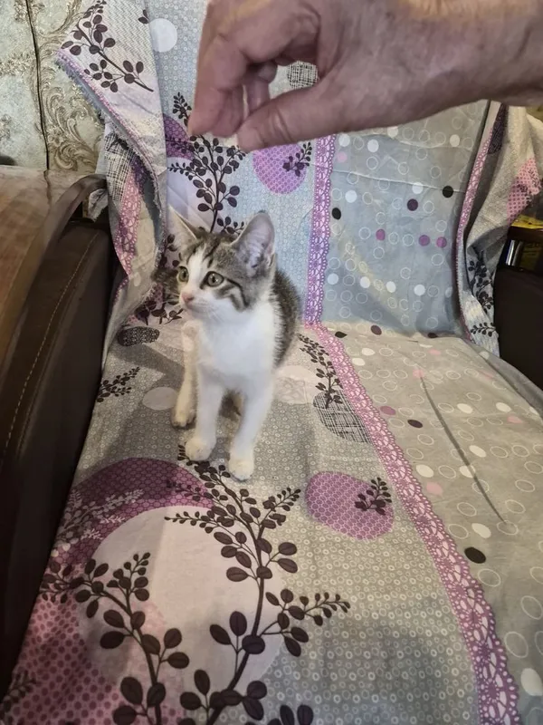 Котята 2 месяца домашние — фото 2