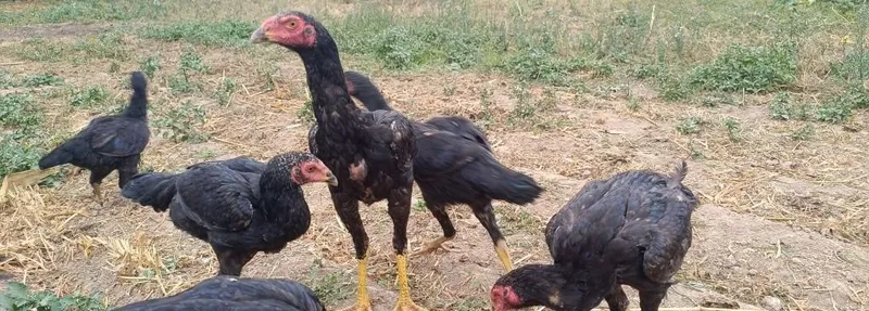 Продаются петухи и курицы 5 Продаются петухи и курицы 5