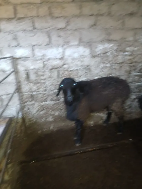 Qo'chqor va soliqlar sotiladi — фото 4