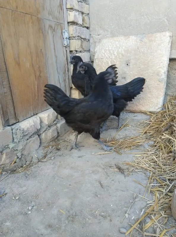 Uxayel tovuqchalar