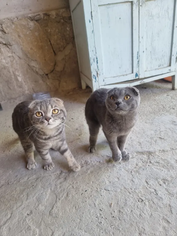 Скотиш фолдлар сотилади зоти тоза — фото 1