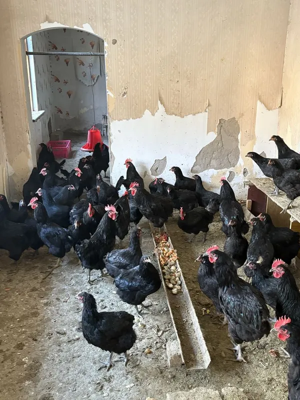 Продаются чёрные курицы 2 Продаются чёрные курицы 2